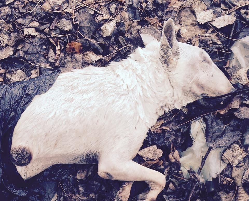 Bête retrouvée morte dans Fabreville : il s'agit d'une mort naturelle - L'Écho de Laval