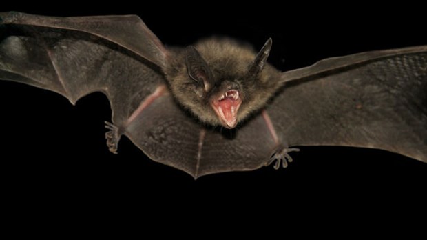 École Leblanc : une chauve-souris mord un élève