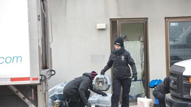 80 chats saisis dans un refuge