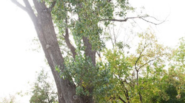 Un arbre menaçant
