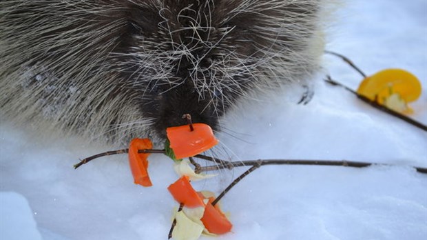 Quel cadeau offrir à un animal pour les fêtes?