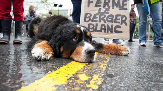 Le Berger Blanc restera à Laval jusqu’en février 2014