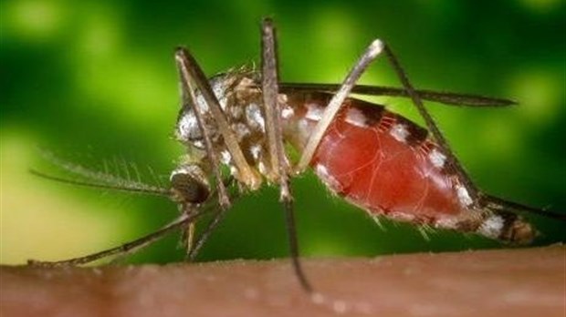 Virus du Nil occidental : des épandages de larvicides prévus en juin et en juillet