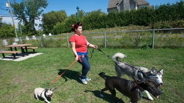 Tout pour toutou avec Les Services Walkadog