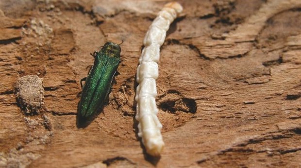 L'agrile du frêne bien présent sur l'île Jésus