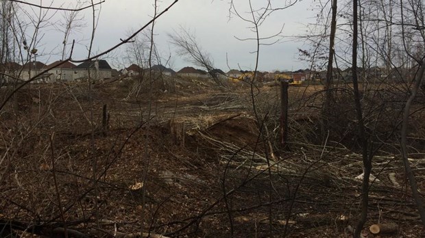 Parc Stéphanie : la Ville interrompt les travaux pour le nouveau terrain de soccer