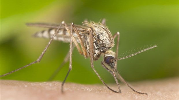 Des moustiques infectés par le virus du Nil occidental