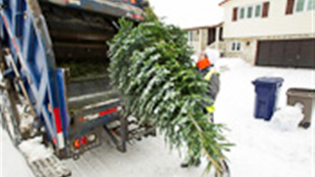 Collecte de sapins naturels