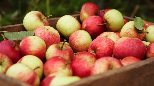 Rappel de pommes Granny Smith et Gala en raison de la bactérie Listeria