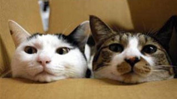 La thérapie par les chats peine à se faire connaître à Laval