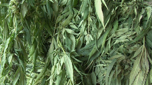 La police de Laval aide au démantèlement d'un réseau de production de cannabis