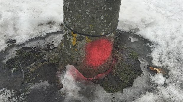Des arbres malades seront abattus devant l’hôtel de ville 