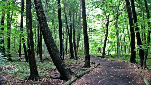 PRIMEUR: Un organisme régional pour la protection des boisés verra le jour à Laval