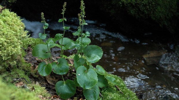 La biodiversité du Canada riche, mais en difficulté : le COSEPAC évalue une autre série d'espèces en péril