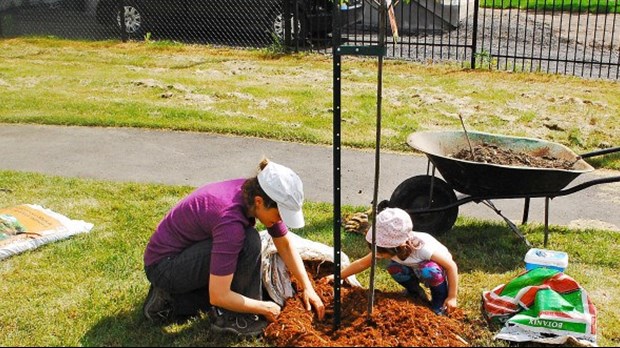 Plantation de 50 arbres dans Sainte-Rose pour les 50 ans de Laval