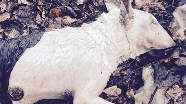 Bête retrouvée morte dans Fabreville : il s’agit d’une mort naturelle