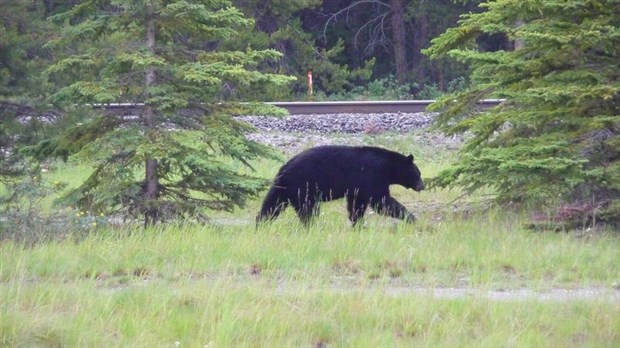 Les animaux sauvages et leurs petits : adoptez le bon comportement
