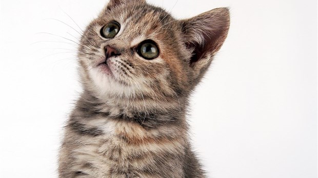 Chaton mutilé dans Duvernay: un tueur en série en cause?