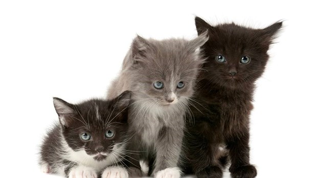 La SPCA offre 2 000$ pour mettre fin au massacre de chatons à Laval