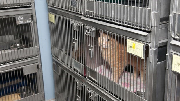 Les coûts du centre animalier contestés par le Parti Laval