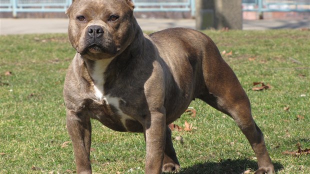 Laval veut bannir les chiens dangereux en responsabilisant leurs maîtres
