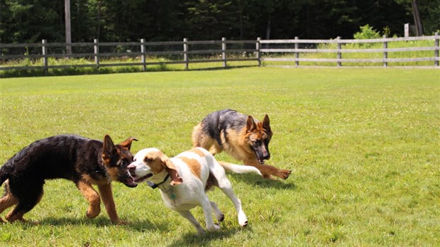 5 nouveaux parcs canins et un règlement animalier révisé à Laval