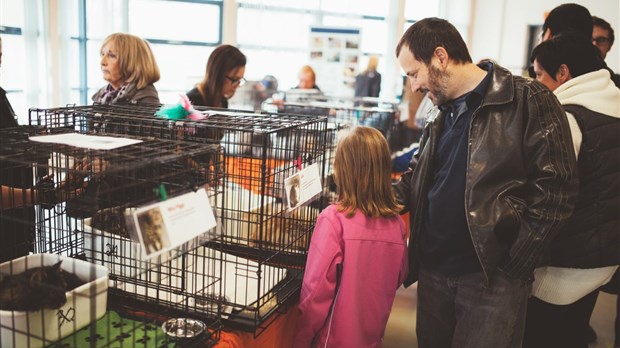 Lancement de la journée d’adoption d’animaux de compagnie