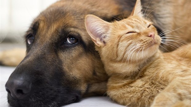 10e édition de la Journée d’adoption d’animaux de compagnie