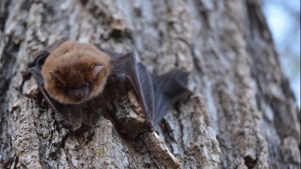 Libération de chauves-souris 