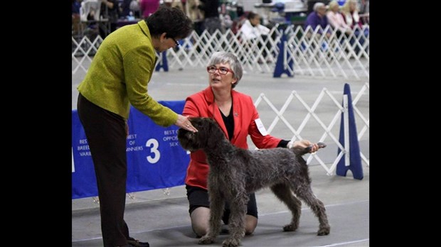 Le Club Canin Chomedey annonce le concours Canin multidisciplinaire le plus gros au Québec 
