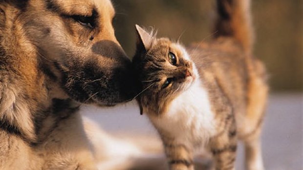 Journée d’adoption d’animaux de compagnie