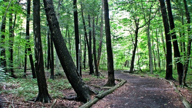 Le 13 octobre, plantons des arbres au Bois de l'Équerre