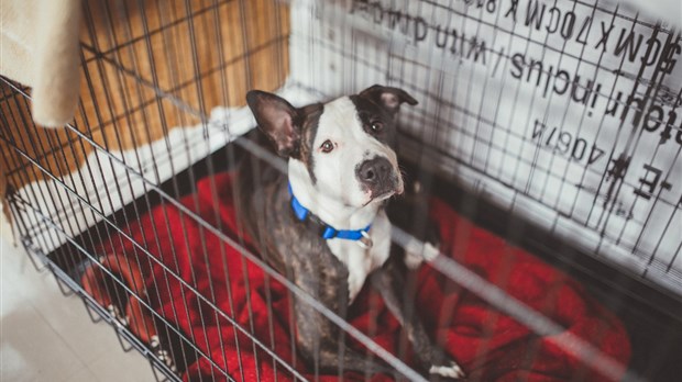 Laval dépose un mémoire sur l’encadrement des chiens : la Ville privilégie l’approche de la responsabilisation