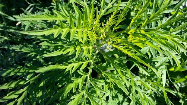 Québec octroie 61 030 $ à la Ville de Laval pour lutter contre l'herbe à poux