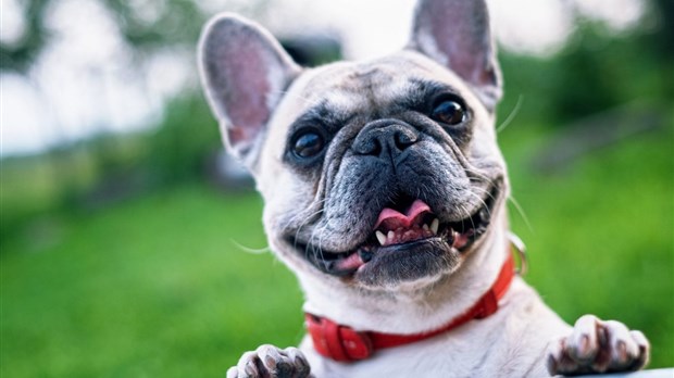 Marchez pour la santé des animaux de compagnie avec l'Hôpital Vétérinaire Vimont