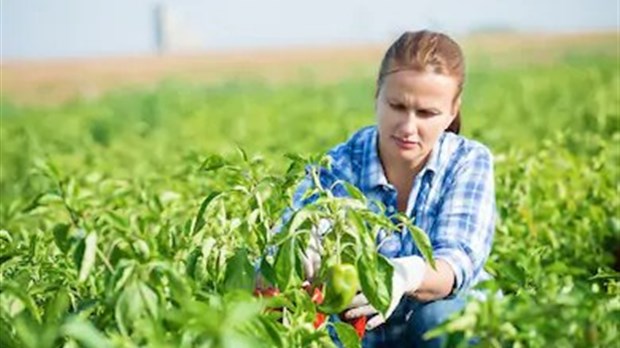 La Ville de Laval dévoile sa stratégie de remembrement agricole