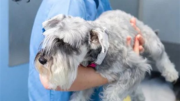 Une clinique de micropuçage a lieu ce dimanche 3 novembre à Laval