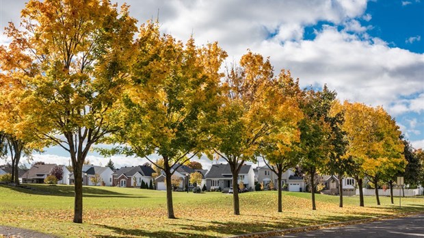  Laval remplacera 3000 m² d’asphalte par 7200 végétaux 