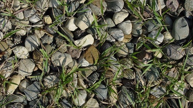  Comment tuer les mauvaises herbes dans le gravier?