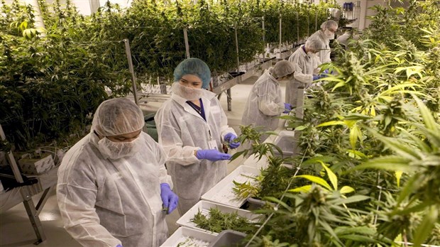 Tout ce que vous devez savoir sur le cannabis au Cégep Gérald-Godin 
