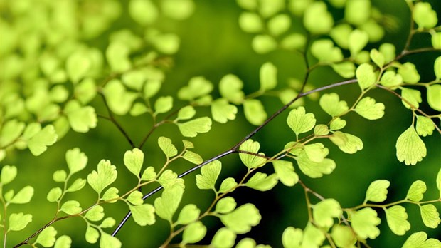 PlantAction : reverdir Laval un quartier à la fois