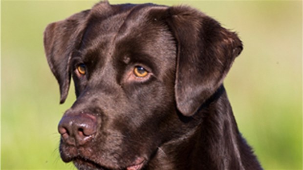 Futurs chiens détecteurs recherchés par l'Agence des Services frontaliers 