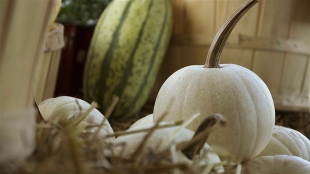 Saveurs d’ici : Laval participe au Défi 100 % local