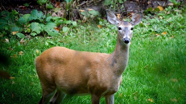 Durant la saison de la chasse, soyez prudents!