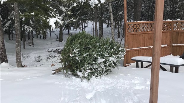 Quand l'arbre de Noël devient un habitat naturel