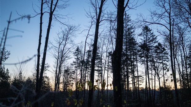 L'UMQ reçoit positivement le plan de travail visant a améliorer le secteur forestier