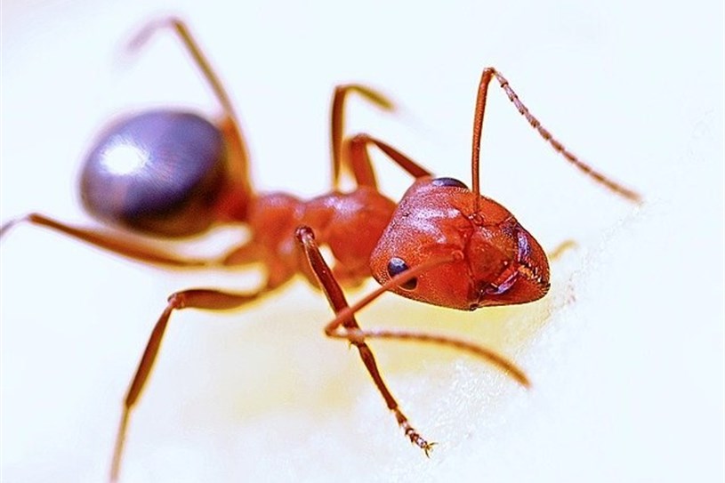 Débarrassez-vous dès maintenant des fourmis de feu