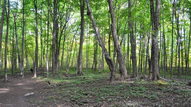 Soirée d’information sur l'aménagement du bois de la Source 
