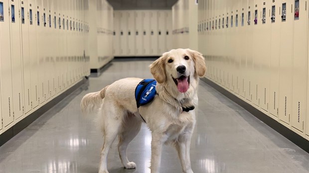 Le collège Montmorency, premier Cégep québécois à accueillir un chien d'assistance