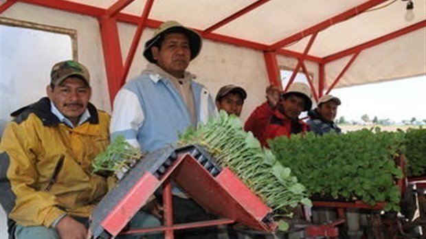 Travailleurs agricoles étrangers : des mesures insuffisantes, estime le Bloc Québécois